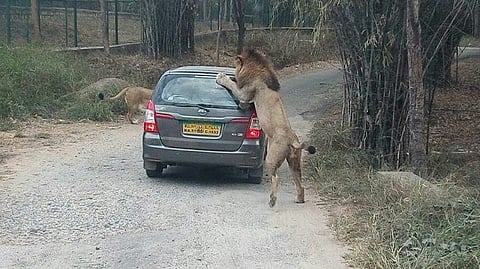 Lion attacks same safari vehicle in Bannerghatta Park again, were authorities sleeping?