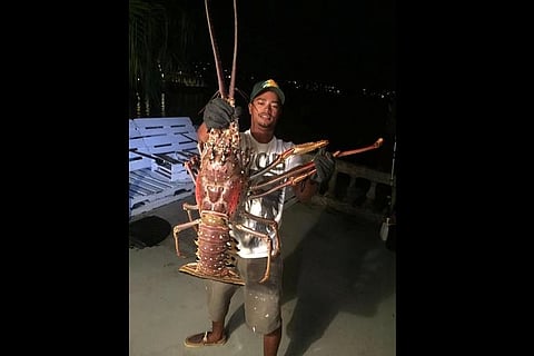 Monster Lobster: 14-pound giant found near Bermuda coast, later released