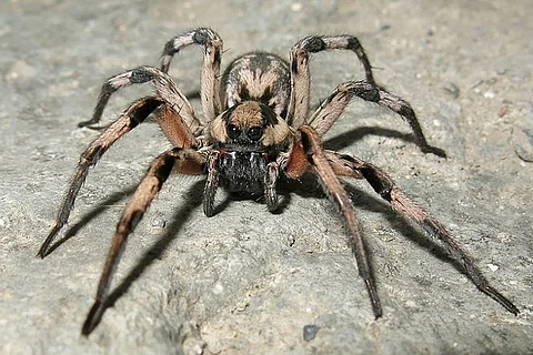 Scientists discover furry spider in Iran, guess the ‘Harry Potter’ character it was named after