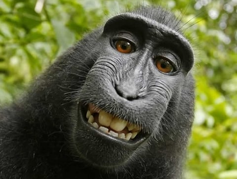 Monkey owns right to his selfie: PETA