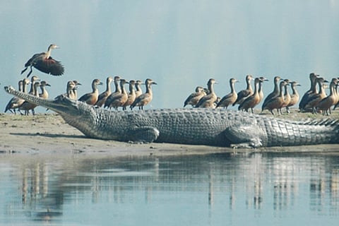 No crocs have escaped from croc park, authorities clarify
