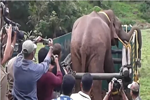 ‘Maharaja’ died due to skull fracture by hitting the wooden enclosure repeatedly