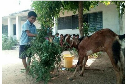 How to keep a boy in class? This Telangana school let him bring his goat along