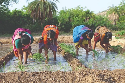 How urban organic farming in India may be working against traditional farmers