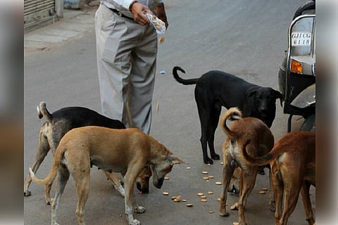 Is it legal to feed stray dogs? B’luru man alleges harassment by cops for doing so