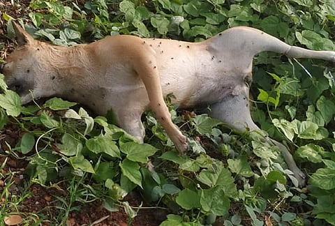 10 dogs found dead in Manipal, activist files complaint over intentional 'poisoning'