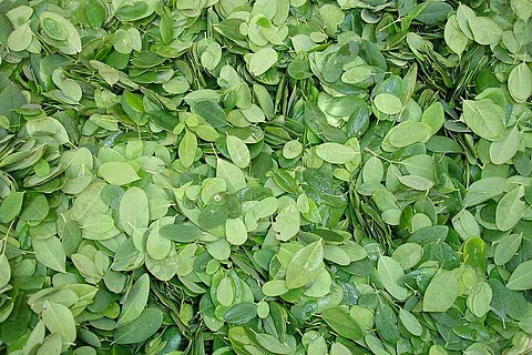 Moringa: Poor man's produce, rich man's food