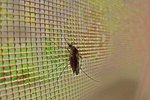 Malaria sees drastic decline in Tamil Nadu, govt hopes to eradicate disease by 2023