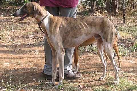 Will Mudhol dogs used by Shivaji and Karnataka princes become part of Indian Army?