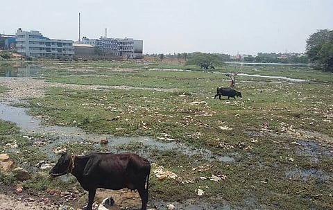 No, Bellandur Lake is not the most polluted in Bengaluru. Narasappanahalli Lake is worse off