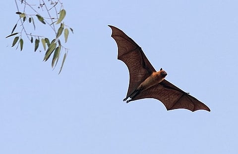 Bat coronavirus found in two Indian bat species: ICMR study