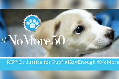 After puppy murder in TN, people say ‘no more 50’ to increase animal cruelty fine