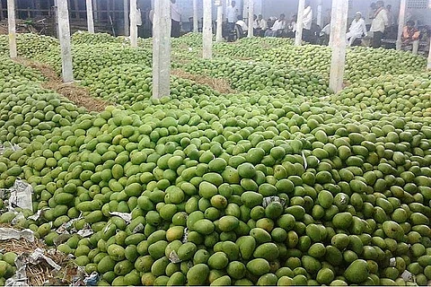 Officials crack down on chemical ripening of mangoes at Vijayawada's Nunna market