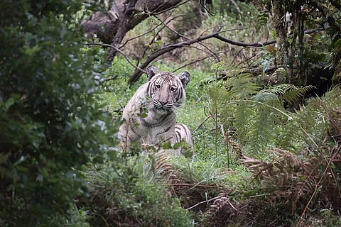  Bengaluru man spots rare ‘pale’ tiger in the Nilgiris