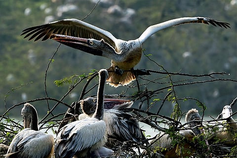 Pallikaranai marshland at risk with govt set to expand Chennai road?