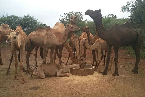 Forced to walk from Rajasthan to Telangana for slaughter, these rescued camels need your help