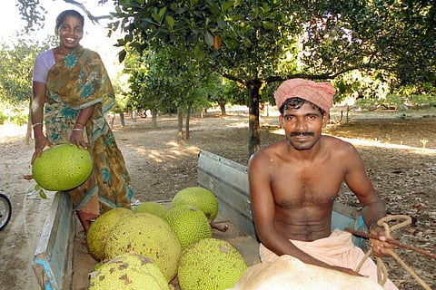 Jackfruit enjoys a second spring in Kerala