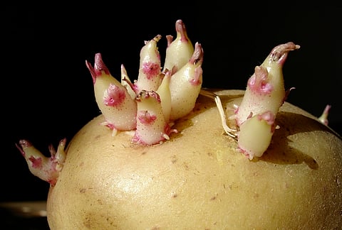 Can you really be poisoned by green or sprouting potatoes?