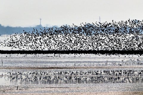 Migratory Flamingos fly from Pulicat lake