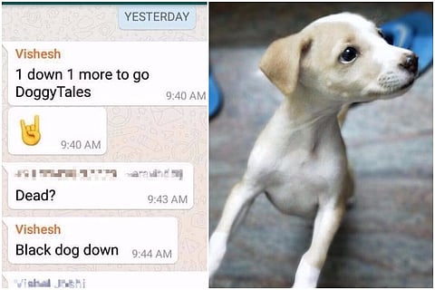 Heartless animal murder in TN: College student throws puppy from roof, kills it