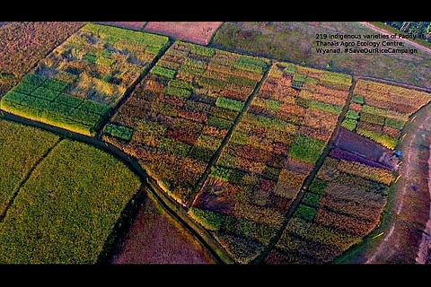 Lost in the Green Revolution, many-hued varieties of paddy are being revived in Kerala