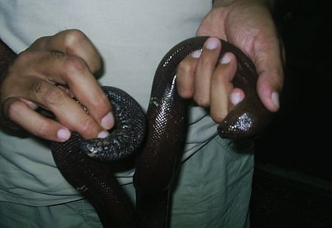 Red sand boa or mythical 'double headed' snakes, Kerala reptile smugglers' favourite