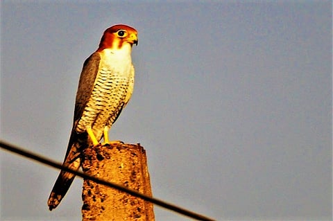 A rare sighting: Red-necked falcon spotted in Vizag