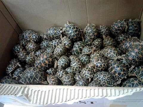 210 baby star tortoises rescued in Chennai: But why are they smuggled to begin with?