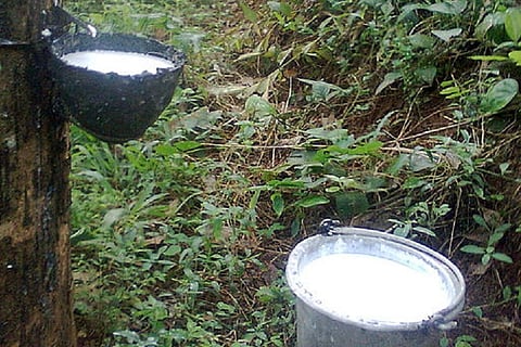 Cheap Imports Imperil A Million Rubber Farmers