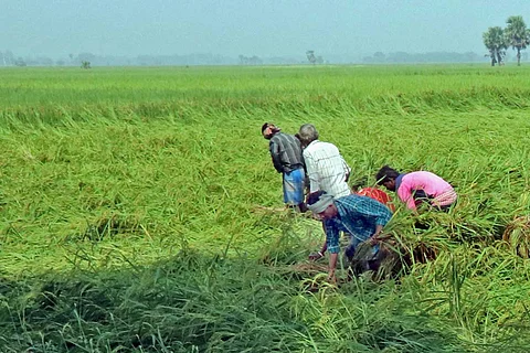 Men working in the field