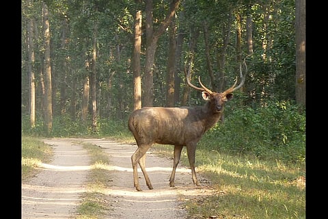 Bengaluru techies among 11 arrested for hunting sambar deer on New Year’s Eve