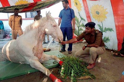Shaktiman is alive but has lost his leg: All you need to know about the Uttarakhand police horse’s case