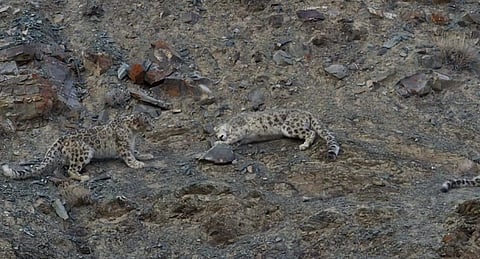 The controversy over the “rape” of a snow leopard that actually was not