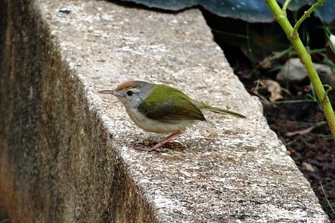 How songbirds island-hopped their way from Australia to colonise the world