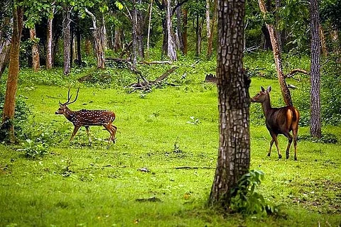 Will the Karnataka govt's idea to have 'private forest land' threaten wildlife?
