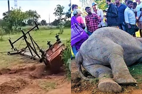 Mother elephant uproots transformer in Andhra, day after her calf dies of electrocution