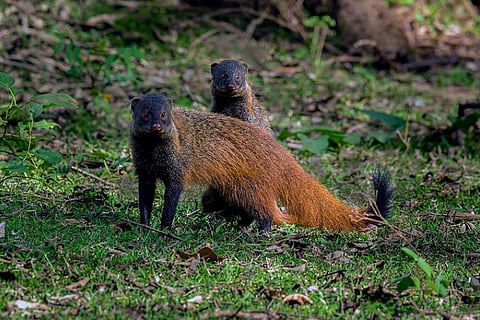 Andhra's Polavaram dam threatens rare mongoose species in the area