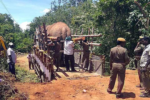 Three captive elephants beaten, forced into trucks by TN forest dept officials