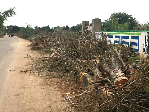 Telangana’s green flip-flop: Launches Haritha Haram II, but cuts trees for road widening