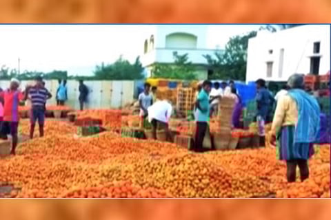 After angry tomato farmers dump entire produce, Andhra govt intervenes