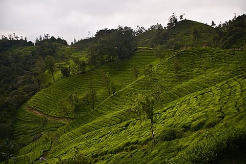 2017 is K’taka’s ‘Year of the Wild’, but is opening up the Western Ghats the way forward?
