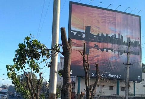 Bengaluru tree terror: 27 trees murdered for one pathetic iPhone hoarding