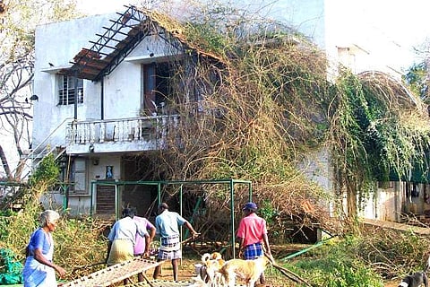 Vardah aftermath: Animal shelters in Chennai destroyed, here’s how you can help