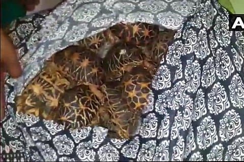 DRI arrests two for smuggling 406 Indian Star Tortoises at Vijayawada railway station