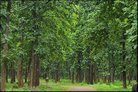 Kerala’s Nilambur teak, one of the most sought after woods in the world, gets GI tag