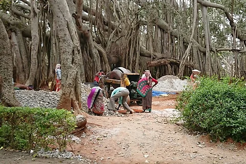 After protests, concrete path around Bengaluru’s 400-year-old Big Banyan Tree removed