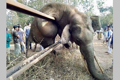 Elephant dies trying to cross fence in Nagarhole, sparks outrage from activists