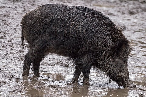 Shoot to kill: Telangana allows wild boar hunting to protect crops