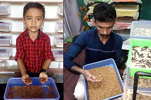 Meet Kerala farmer growing mealworms that make a delicious, healthy treat