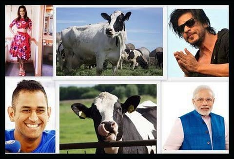 Move aside Sunny Leone and SRK, the 'Cow' is the most popular personality of 2015